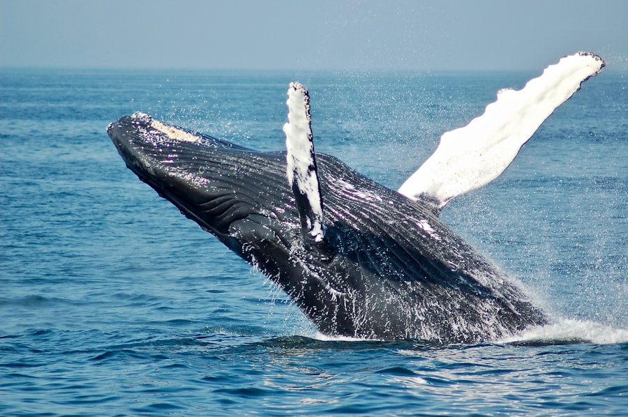 Mirissa Whale Watching